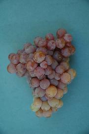 Dišeči Traminec SI-10