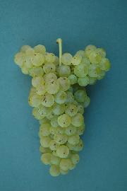 Laški rizling SI-12