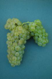 Laški rizling SI-13