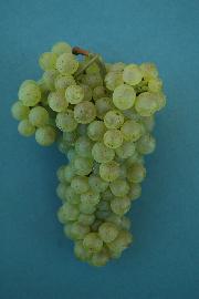 Chardonnay SI-21