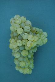 Renski rizling SI-22