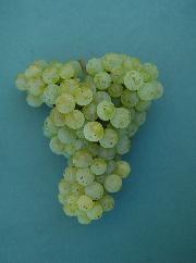 Renski rizling SI-23