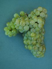 Renski rizling SI-24