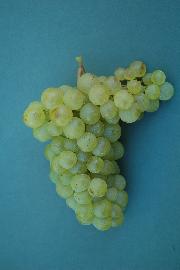 Radgonska ranina SI-4