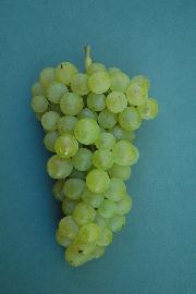 Radgonska ranina SI-5