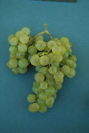 Radgonska ranina SI-6