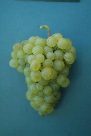 Radgonska ranina SI-7