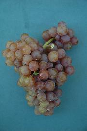 Dišeči Traminec SI-8