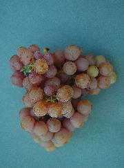 Dišeči Traminec SI-9